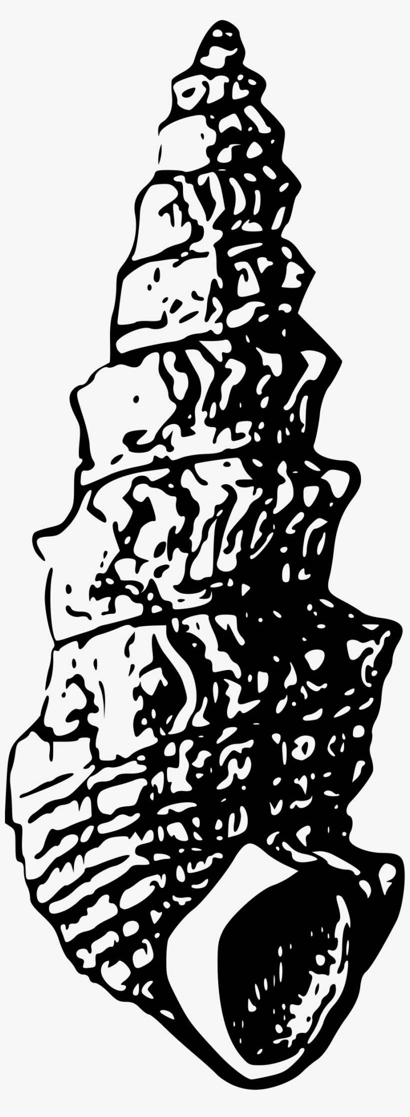 Big Image - Seashell, transparent png