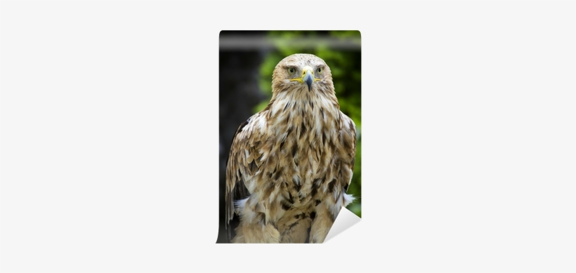 Eastern Imperial Eagle, transparent png