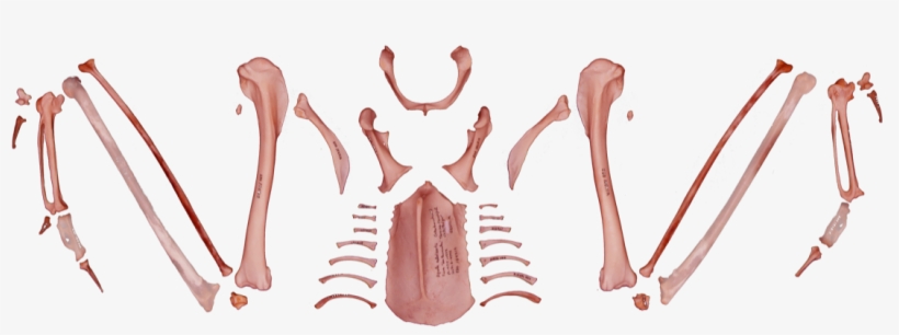 Back To The Complete Skeleton - Spanish Imperial Eagle, transparent png