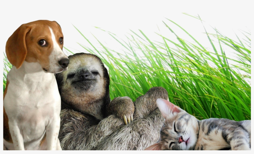 Filterdog, Sloth, And Kitten Chilling - Stop Bullying / Venciendo El Bullying, transparent png