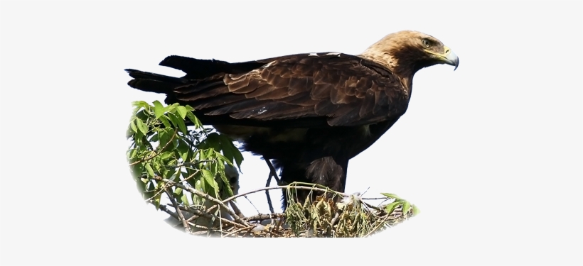 Aquila Heliaca - Eastern Imperial Eagle, transparent png