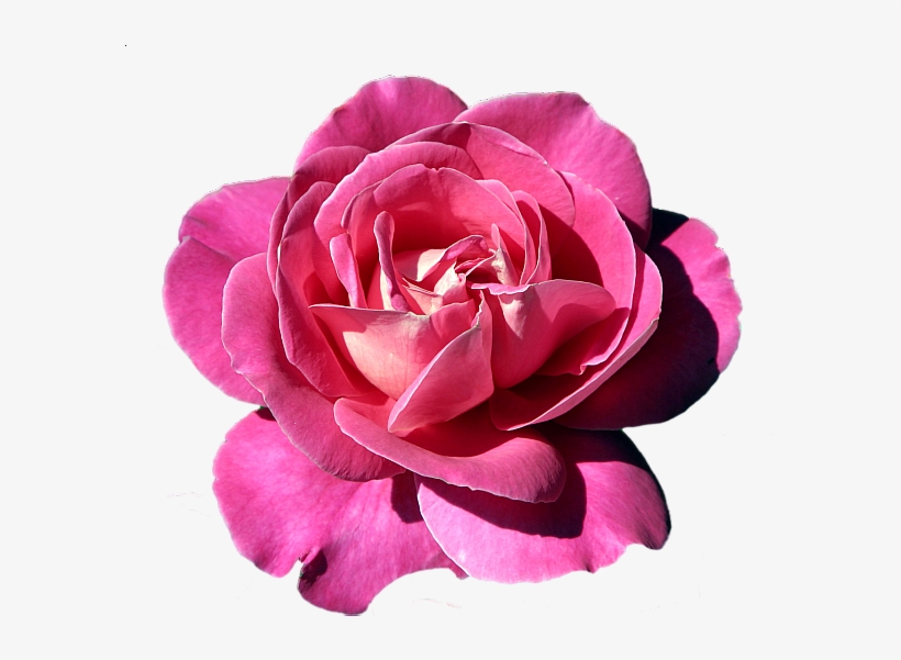 Pink Rose Clipart Rose Clipart, Art Clipart, Art Flowers, - Painted Flower, transparent png