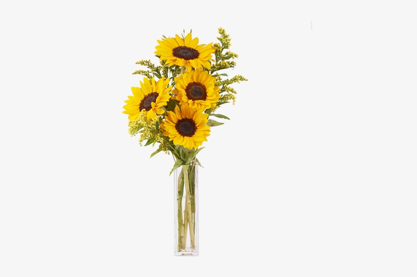 Girasoles Y Solidago - Siena, transparent png