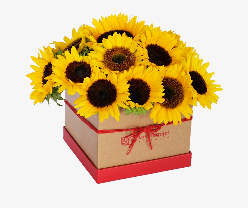 Common Sunflower, transparent png