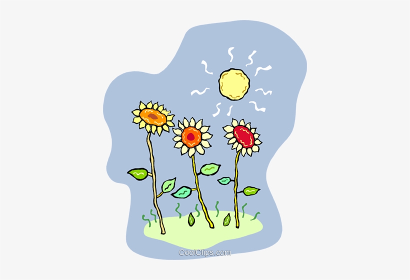 Girasoles Que Crecen En El Sol Libres De Derechos Ilustraciones - Energy, transparent png
