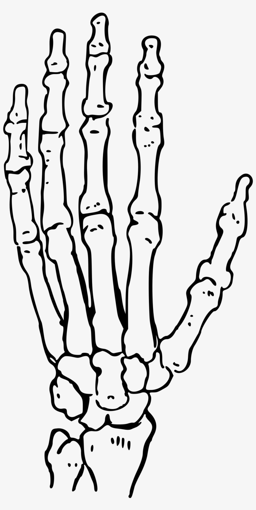 Of The Big Image Png - Black And White Skeleton Hand, transparent png