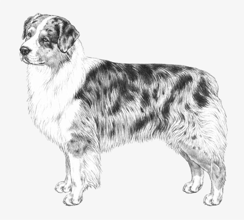 Australian Shepherd - Australian Shepherd Graphic Png, transparent png