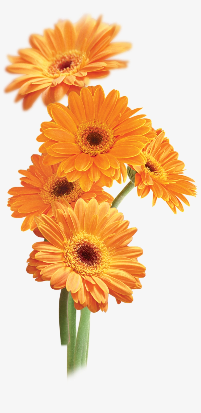 Pin By Nejbi Zsuzsi On Virágok - Orange Daisies Clipart, transparent png