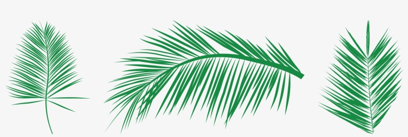 Leaf Palm Branch Arecaceae Clip Art - Leaves Palm Vector Png Free, transparent png