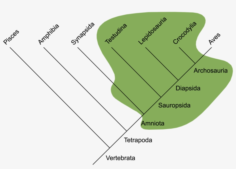 1600px-traditional Reptilia - Evolução Dos Repteis, transparent png