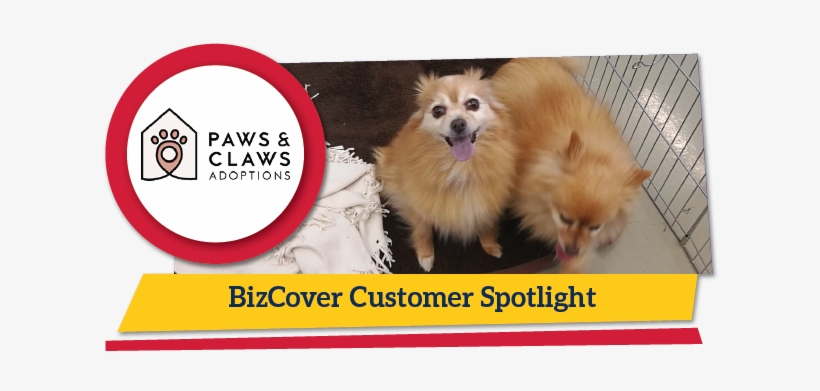 Pomeranian, transparent png