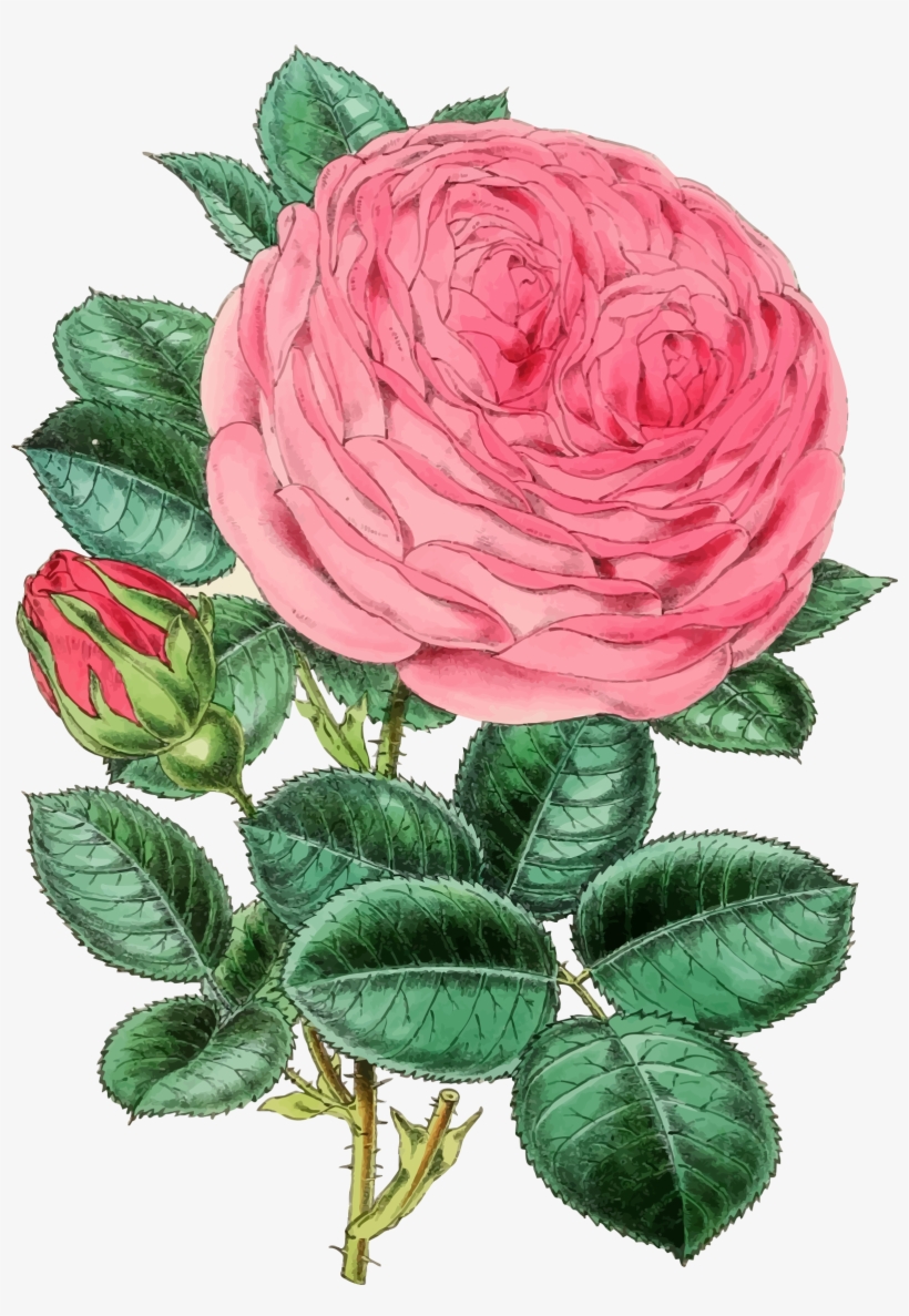 This Free Icons Png Design Of Vintage Rose Illustration, transparent png