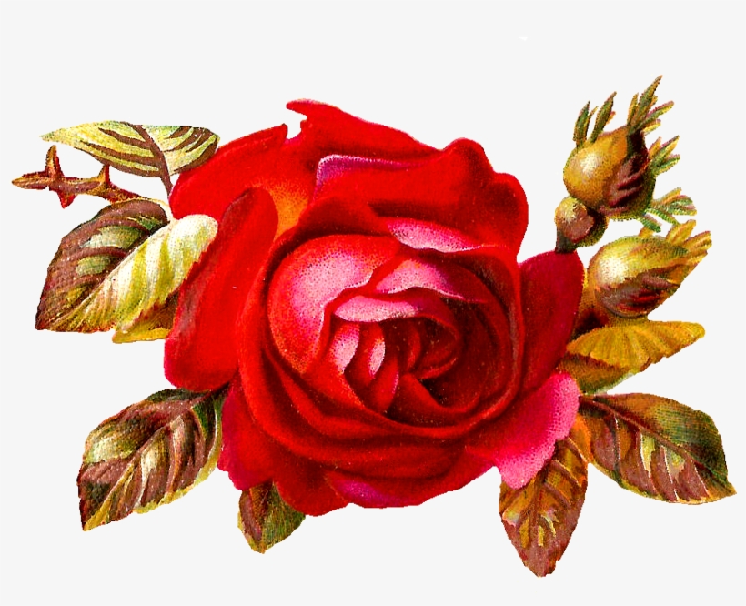 Afbeeldingsresultaat Voor Vintage Flower Png - Clip Art, transparent png