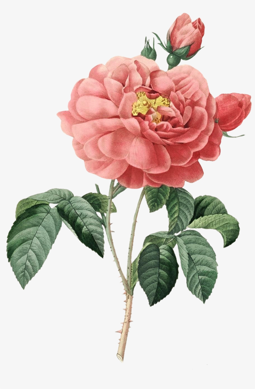 Download At - Zazzle.com Vintage Blooming Rose 90th Birthday Custom, transparent png