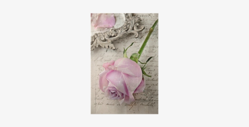 Petal, transparent png
