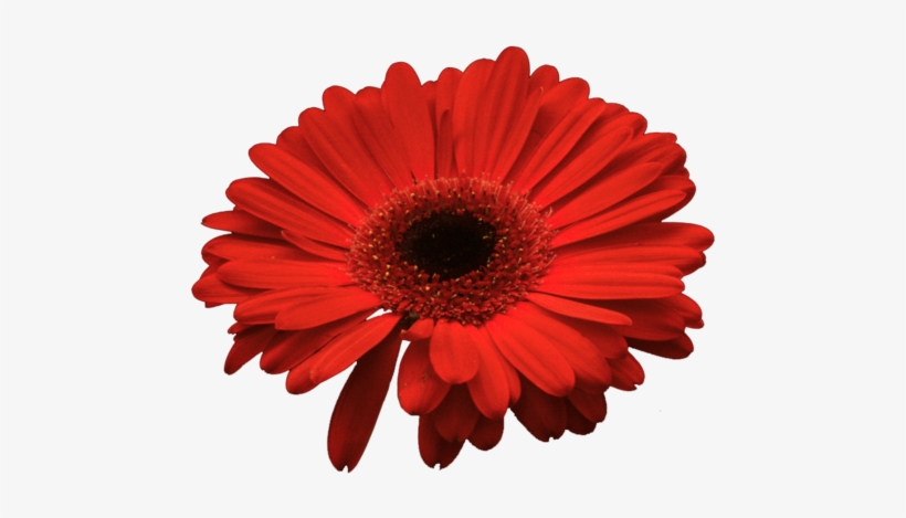Colored Daisies - Red Daisy Png, transparent png