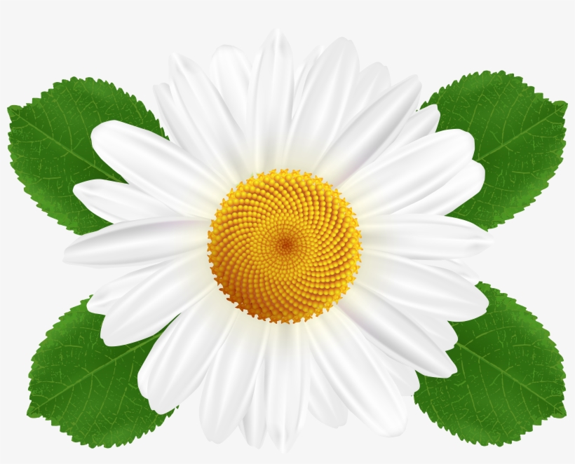 Visit - Free White Daisies Clipart, transparent png