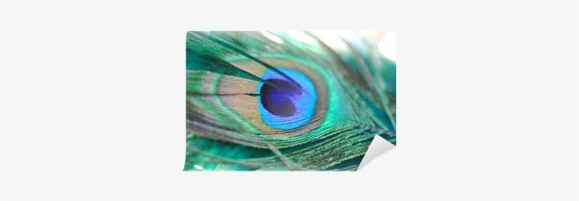 Purple Peacock Feather Png - Feather, transparent png