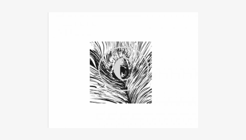 Peacock Feather, Art Acetate Background - Black And White Peacock Feather, transparent png
