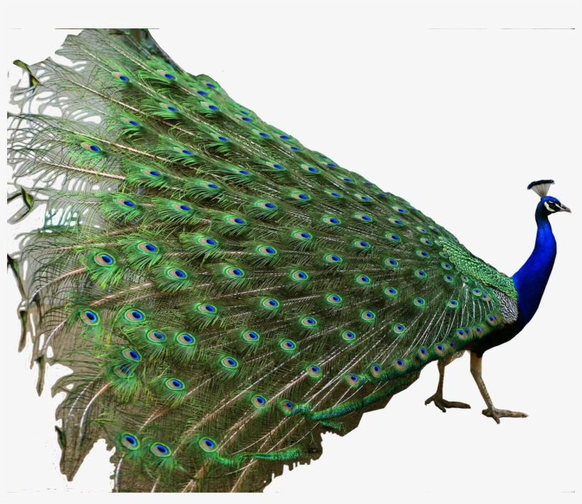 Peacock Feather Png For Kids - National Bird Of India, transparent png