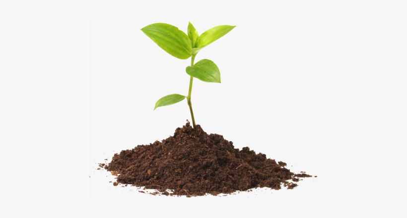 Seedling Fivera 2016 08 14t19 - Plant And Soil Png, transparent png