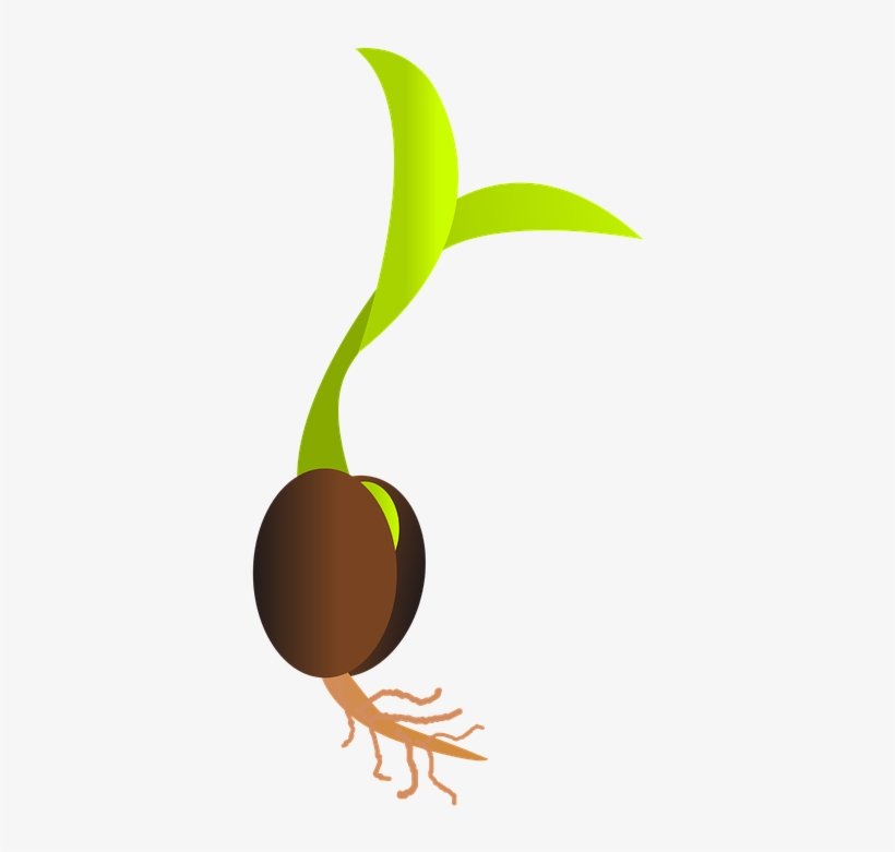 Image Royalty Free Library Seed Library Services Grimsby - Seedling Clip Art, transparent png