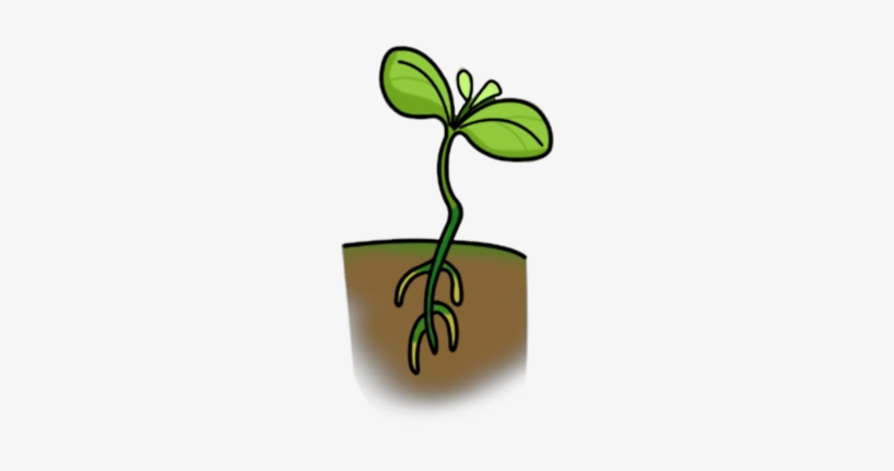 Seedling - Cartoon Lima Bean Plant, transparent png