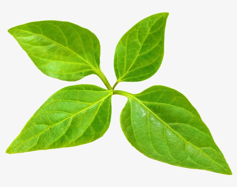 One Large Tree Provides A Day's Supply Of Oxygen For - Master Gardener Program, transparent png