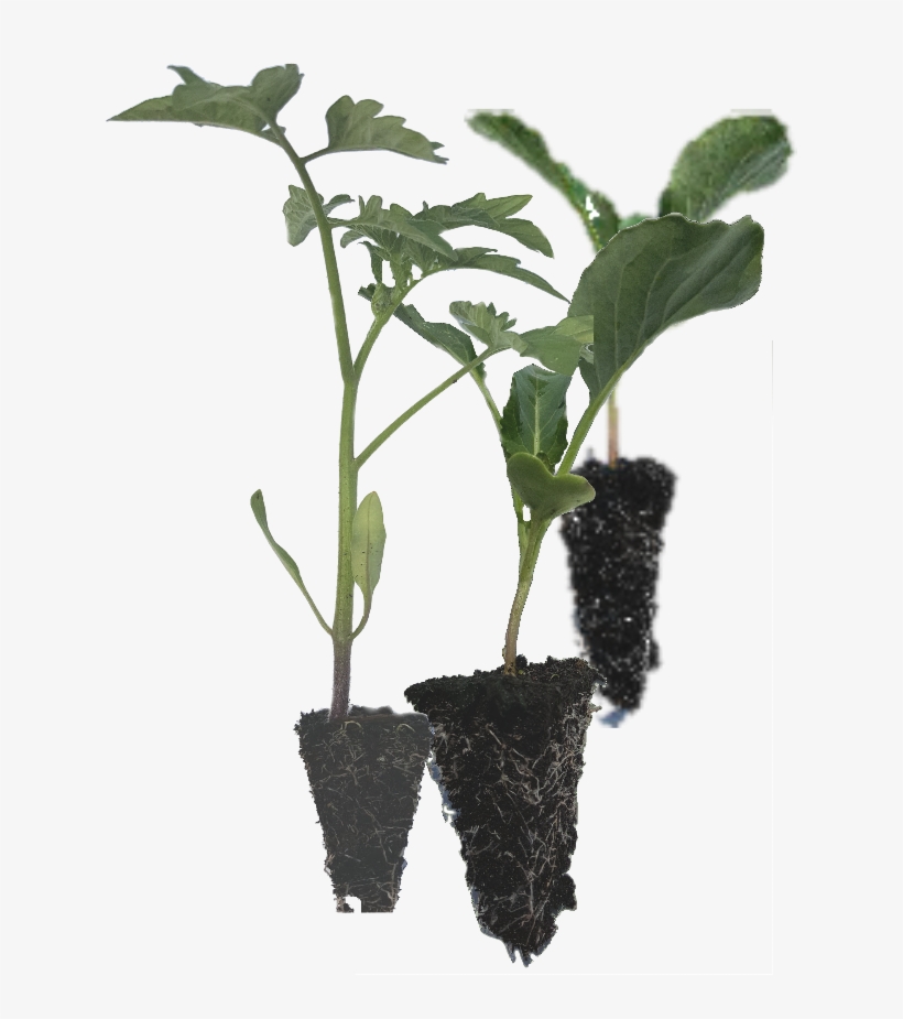 Vegetable Seedlings - - Top Crop Nursery, transparent png