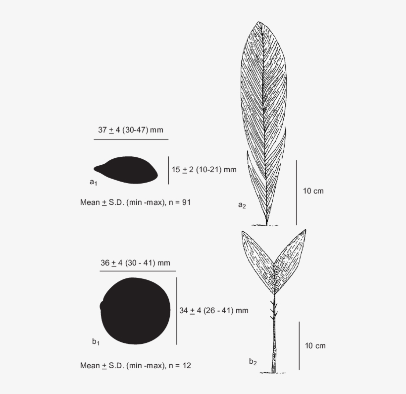 Dimensions Of A) Attalea Maripa And B) Astrocaryum - Astrocaryum Aculeatum, transparent png