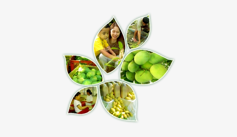 Philippine Mango Seedling Farm Corp, transparent png