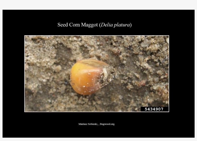 Seedcornmaggot Larva - Delia Platura, transparent png