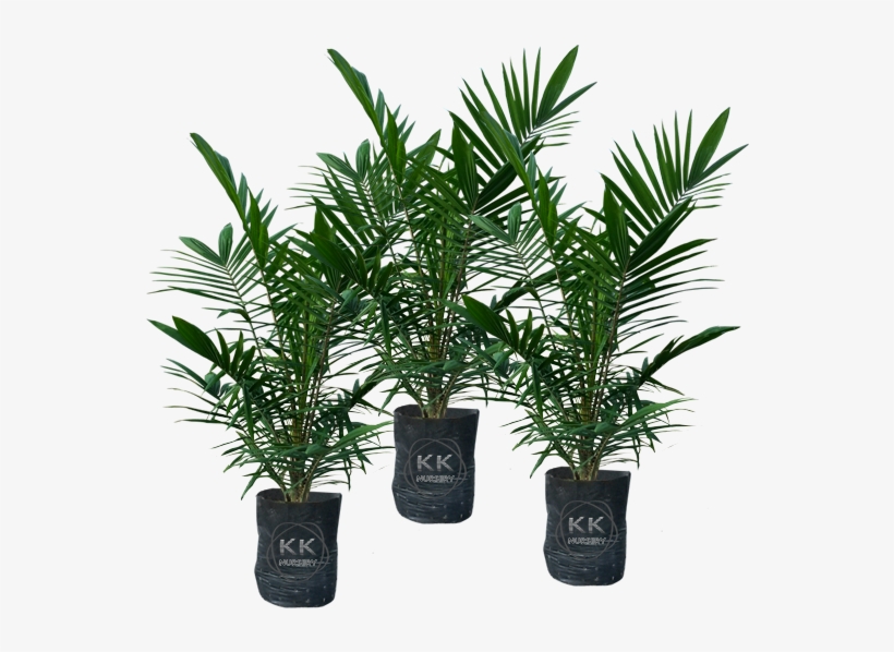 Oil Palm Seedlings From Reputable Sources - Palm Trees, transparent png