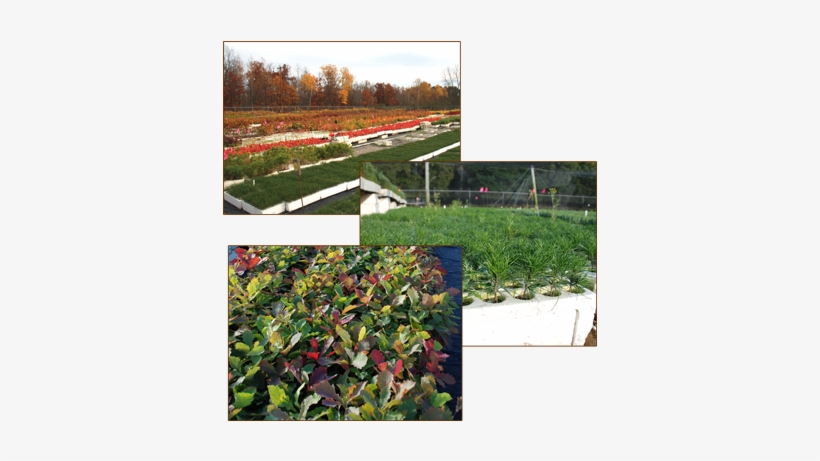 Hardwood And Evergreen Tree Seedlings - Minnesota, transparent png