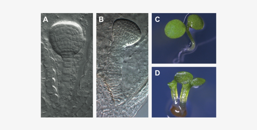 Fig2new - Twin Seedlings, transparent png
