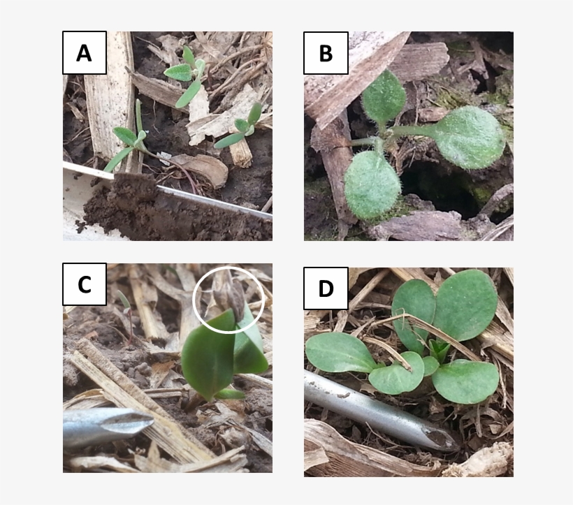 Scout Your Fields For Weed Seedlings This Spring - Giant Ragweed, transparent png