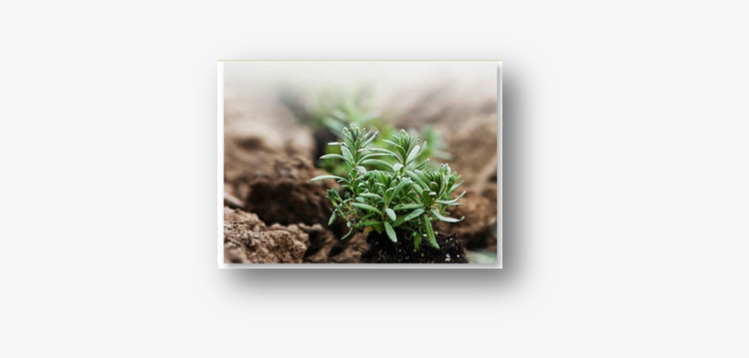 Seedling - Essential Oil, transparent png