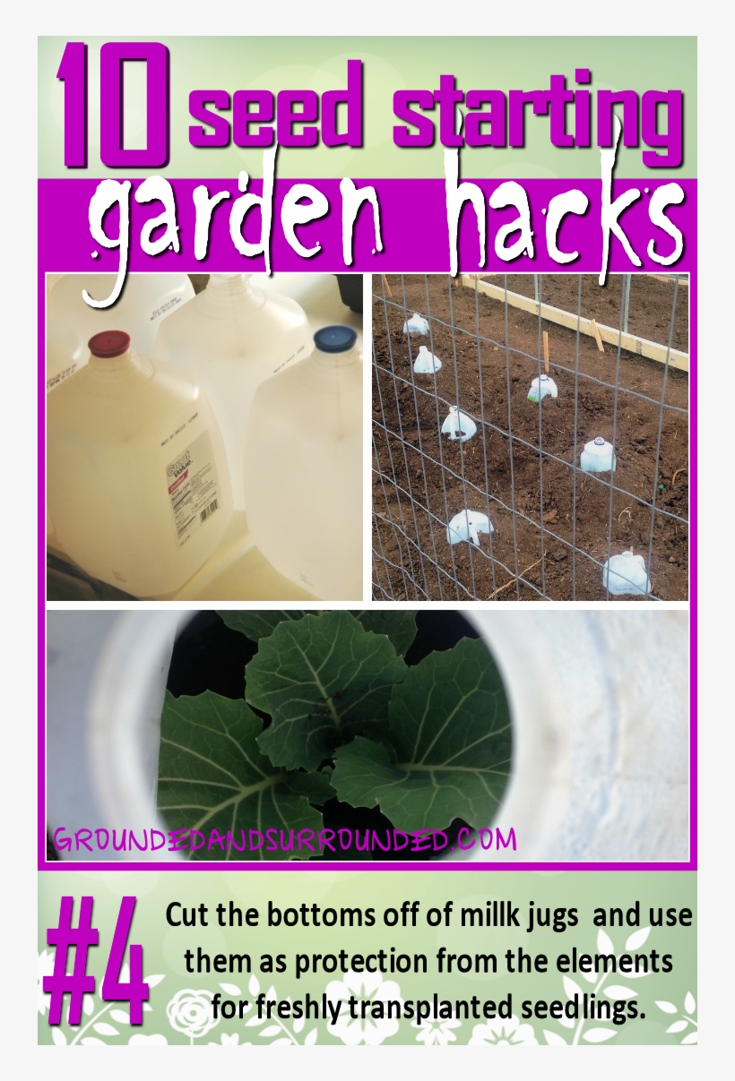 There Are So Many Uses For Milk Jugs In The Garden - Name The Seeds You Planted In The Eggshell, transparent png