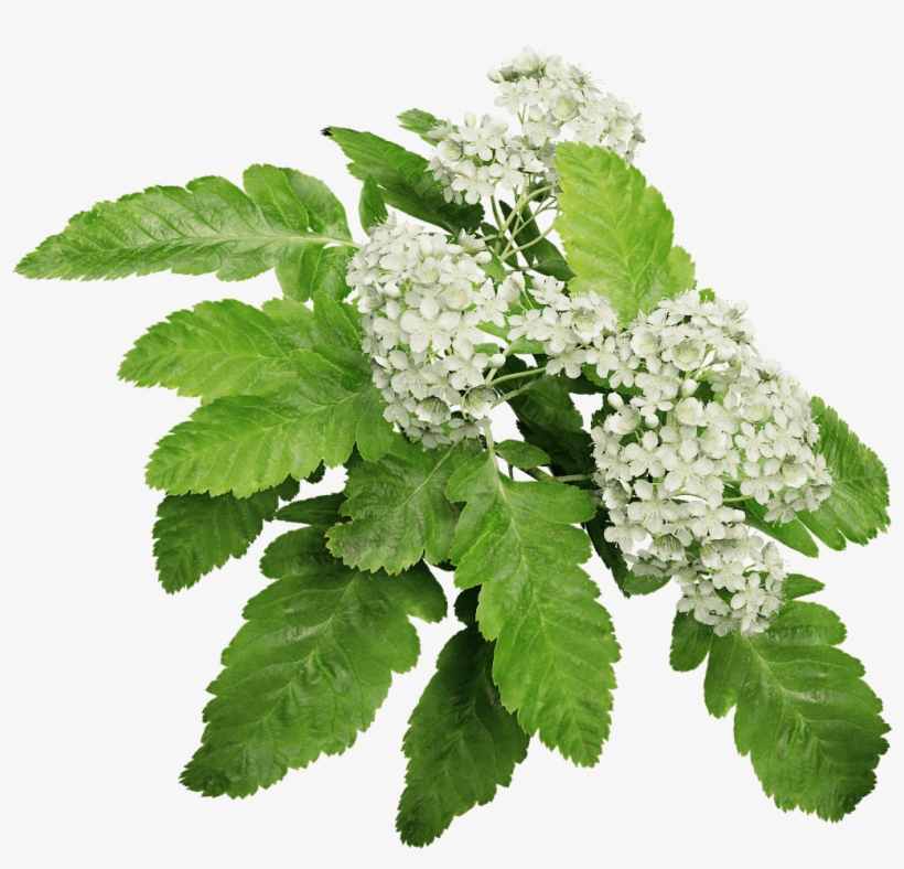 Oak Leaf Mountain Ash - Mountain Ash, transparent png