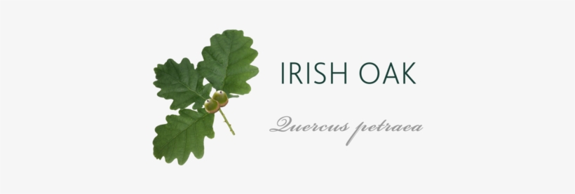 Irish Oak Tree Meaning - Irish Oak Tree Leaf, transparent png