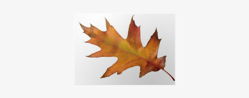 Maple Leaf, transparent png