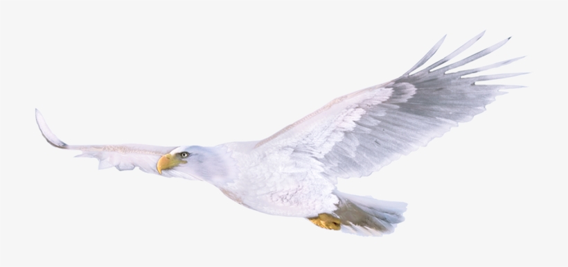 Never Miss A Moment - White Eagle, transparent png