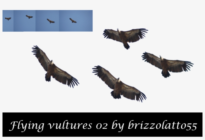 Vultures Flying Png Clipart Turkey Vulture Eagle - Group Of Vultures Flying, transparent png