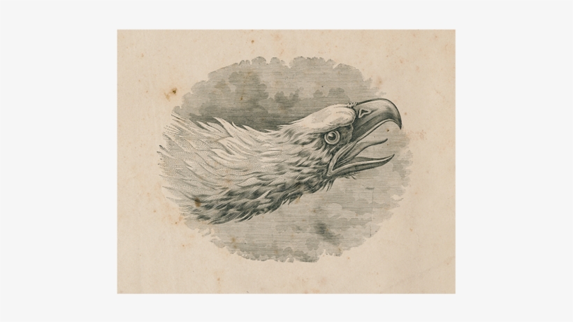 Eagle Portrait - Hornbill, transparent png