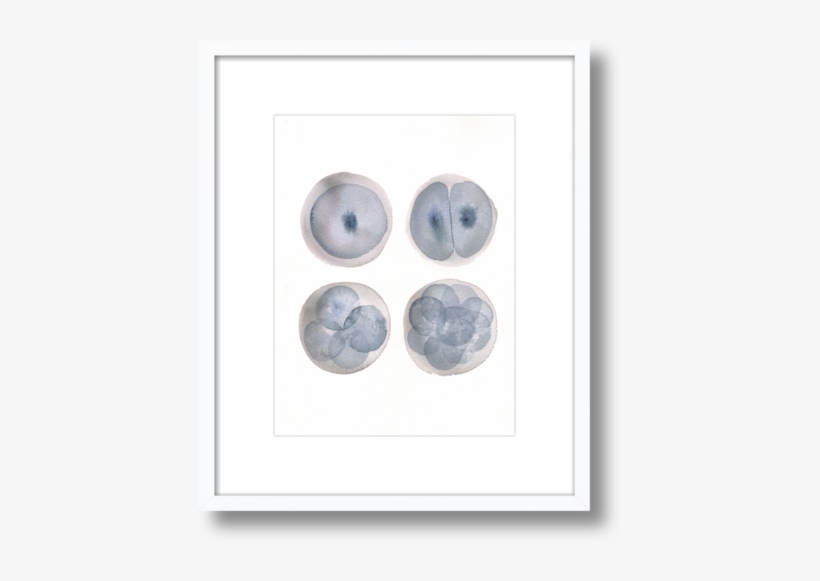 Embryo Watercolor, transparent png