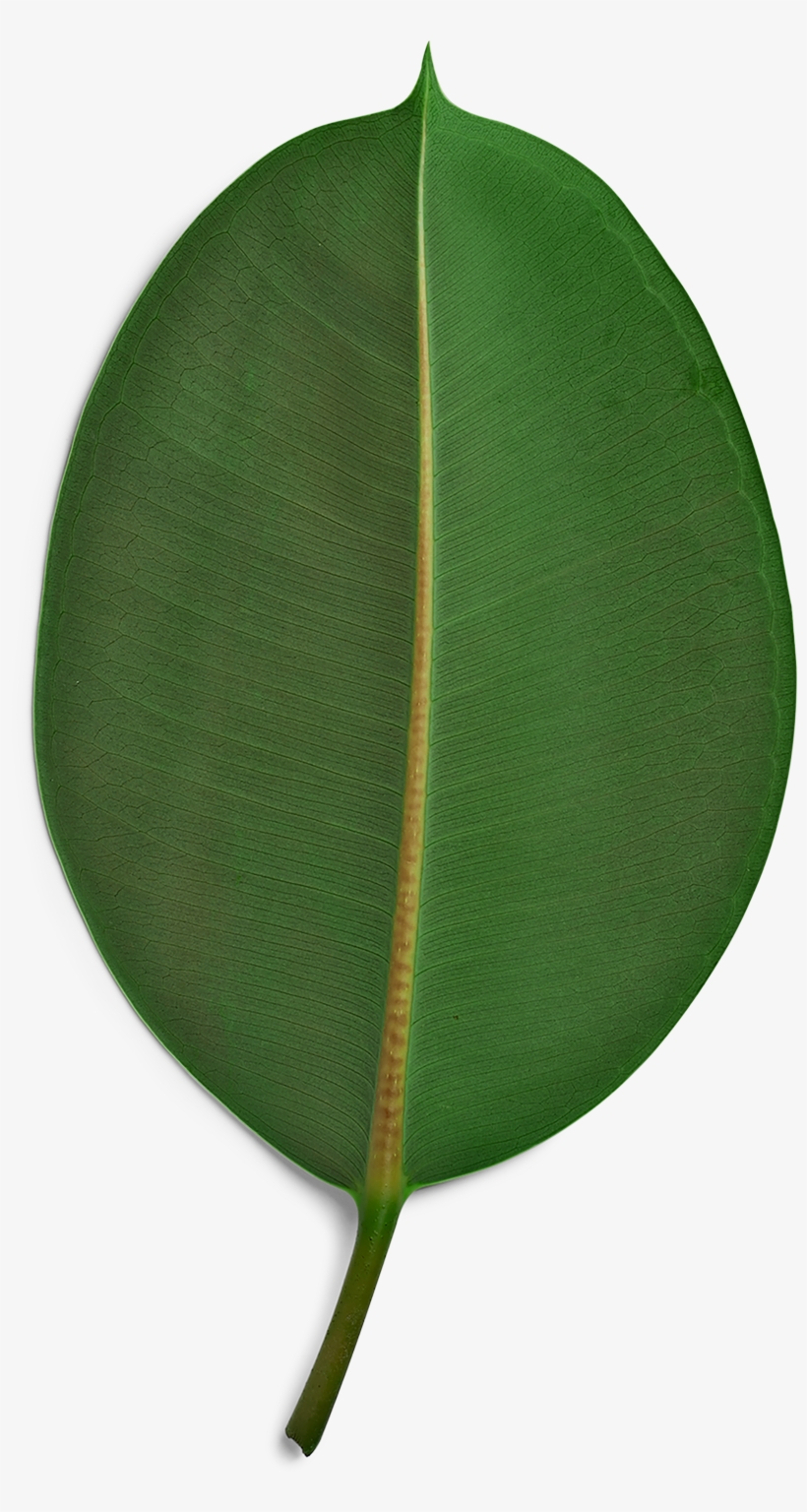 Sustainability 2015 Was Our First Sustainable Development - Sustainability, transparent png