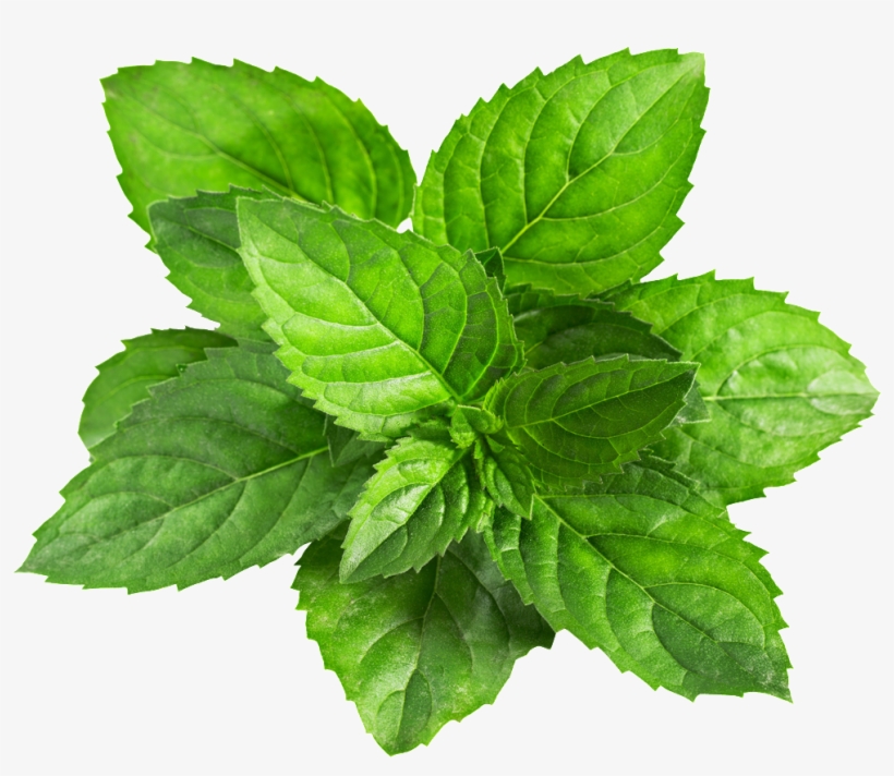 A Mint Leaf Transparent Plant Vector Mint Png Transparent 1024x1024