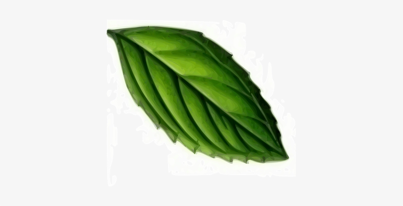 Leaf Mint Plant Green Tea Mint Mint Mint M - Mint Leaf Clip Art, transparent png