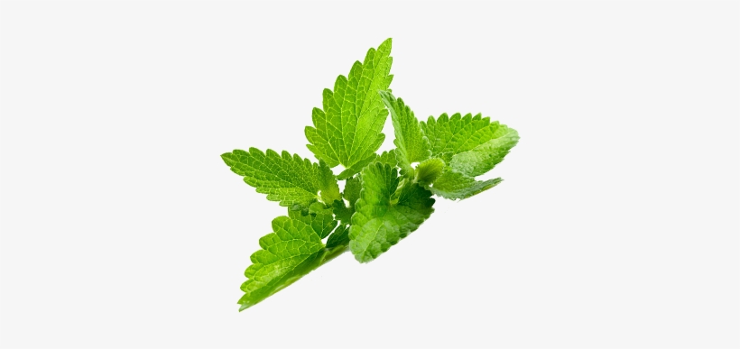 Pride Of India - Organic Mint Herbal Tea, 1 Pound Whole, transparent png