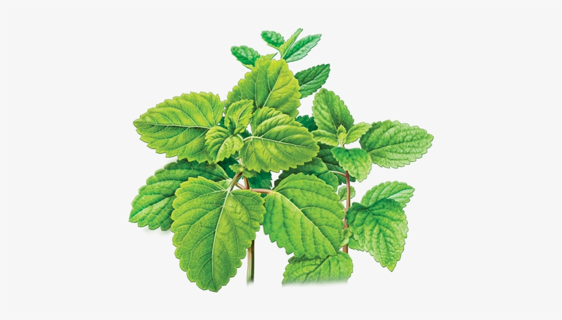 Graphic Library Cloud Rooftop Farm Out In The Garden - Lemon Balm Botanical Drawing, transparent png